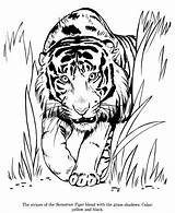 Coloring Tiger Sumatran Drawings Drawing 820px 37kb sketch template