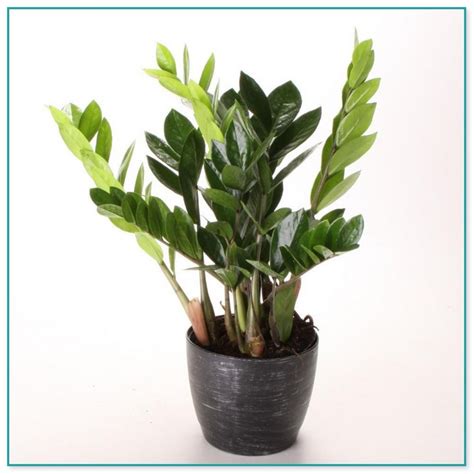 House Plants That Grow In Low Light Home Improvement