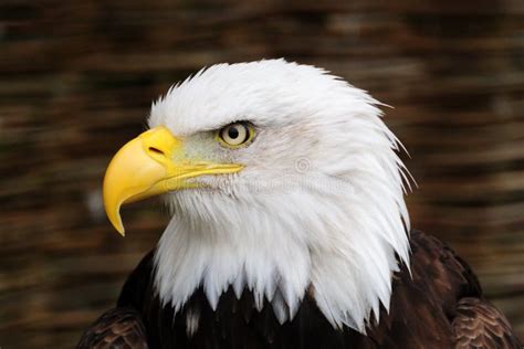 golden eagle head stock  image