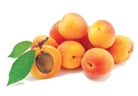 collection  hq apricot png pluspng