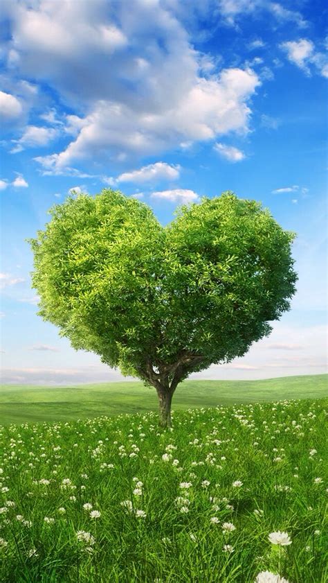 heart tree fotografía de naturaleza hermosa naturaleza fondos de