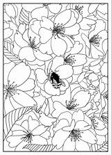 Coloring Flowers Pages Cherry Tree Adult sketch template