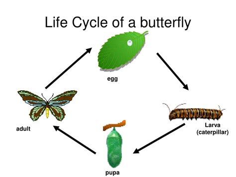 life cycle   butterfly powerpoint