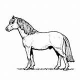 Horse Miniature Coloring Pages Surfnetkids sketch template