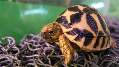cute turtle  photo  freeimages