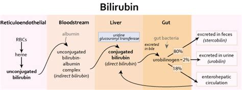 bilirubin production  excretion gastrointestinal medbullets step