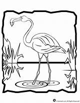 Coloring Flamingo Pages Birthday Kids Activities Print Popular Coloringhome sketch template