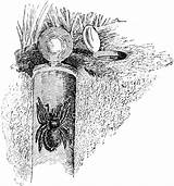 Spider Trapdoor Clipart Etc Original Medium Large Usf Arthropods Edu sketch template