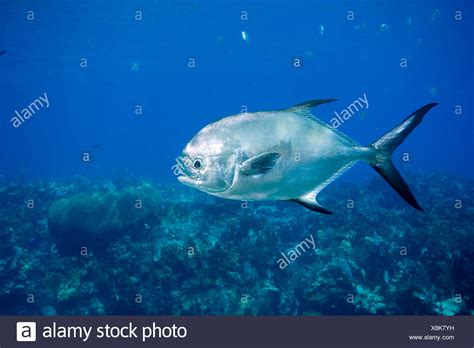 permit fish high resolution stock photography  images alamy