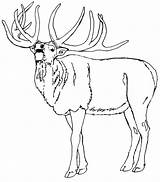 Elk Coloring Alce Hunting Chamando Amigos Pintarcolorir Tudodesenhos Moose Bestcoloringpagesforkids sketch template