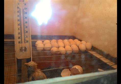 menetaskan telur ayam  lampu dunia ternak