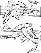 Coloring Hammerhead Pages Shark Sharks Drawing Printable Silhouettes sketch template