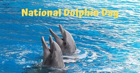 national dolphin day april   love veterinary