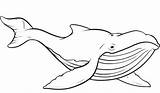 Wal Whales Humpback Malvorlagen Malvorlage Netart Wale Vorlagen Fuchs Stempel Bastelarbeiten Nadel Faden Getcolorings K5worksheets sketch template