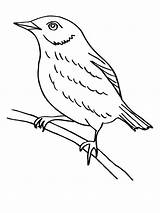 Blackbird Thrush sketch template