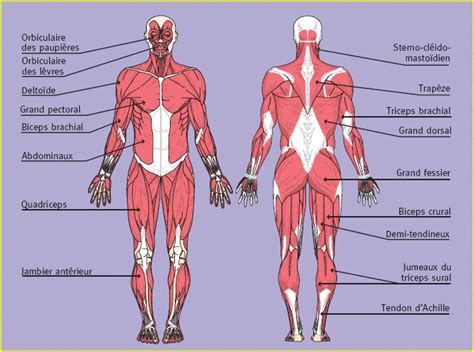 connaissance scientifiques  performence sportive muscles