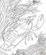 Coloring Crayfish Realistic Getdrawings sketch template