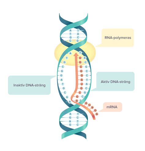 Proteinsyntes – Läromedel Till Lektion I Biologi åk 7 8 9