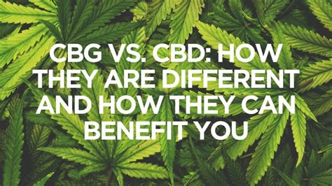 cbg vs cbd a comparison between cannabinoids