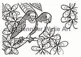 Wellensittich Ausmalbilder Ausmalen Vogel Malvorlagen Ahnliche Wellensittiche sketch template