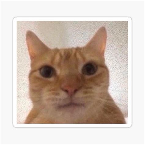 facetime cat staring  camera meme img ultra