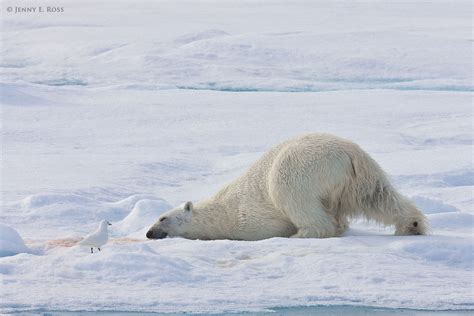 natural world animal spotlight  polar bear