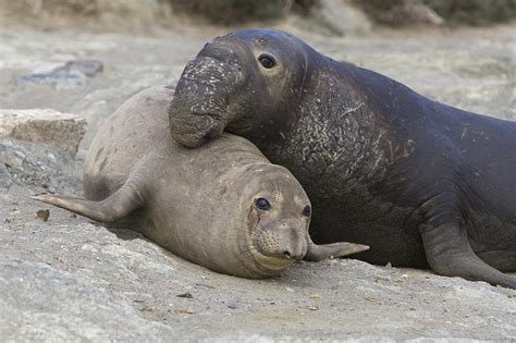 northern elephant seal mating photograph  suzi eszterhas pixels