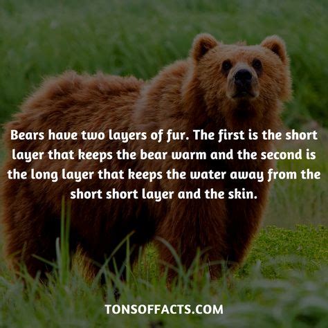 interesting  weird facts  bears  images fun facts