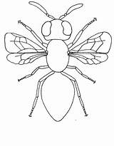 Insect Insects Coloringsky sketch template