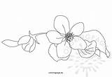 Apple Blossoms Coloring Apples Stamps Digi sketch template