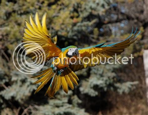 flying parrot pictures images  photobucket