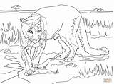 Coloring Pages Cougar Mountain Printable Puma Animal Lion Florida Color Panthers Track South Panther American Lions Sheet Kids Print Drawing sketch template