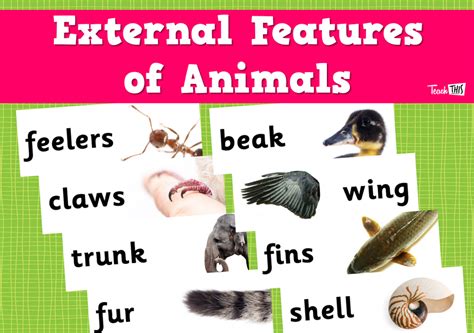 external features  animals teacher resources  classroom games teach
