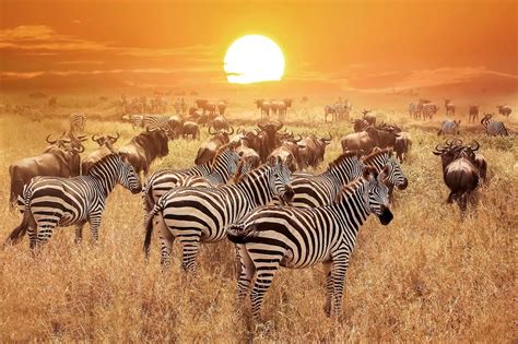 amazing serengeti wildlife flipboard