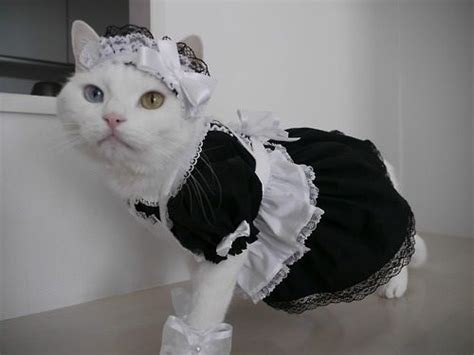 cat  maid pet costume gorgeous cats creepy cat cute cats