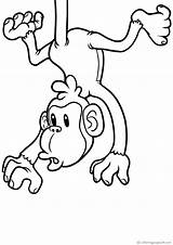 Tiere Monos Macacos Affen Apinat Monkeys Scimmie Varityskuvia Tulosta Stampa Malvorlagen sketch template