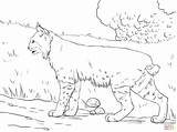 Bobcat Bobcats Lince Crouching Lynx Roux Rossa Designlooter Mammals Getdrawings Supercoloring sketch template