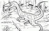 Coloring Pages Coelophysis Colorkid Kids Dinosaurs Bauri Print sketch template