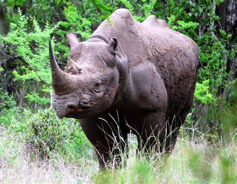 adopt  rhino wwf animal adoptions    month