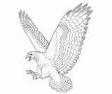 Hawk Draw Drawings Drawing Bird Tattoo Wings Falcon Animal Tutsplus Creating Ll Choose Board Job Good sketch template