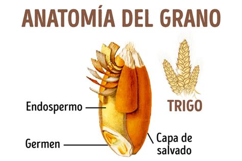 casa de la carretera cientifico frotar anatomia de  grano de trigo