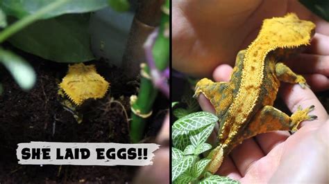 crested gecko lays eggs youtube