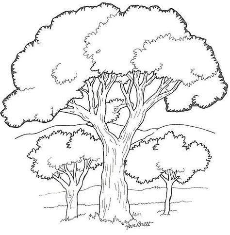 deciduous trees trees kids coloring pages