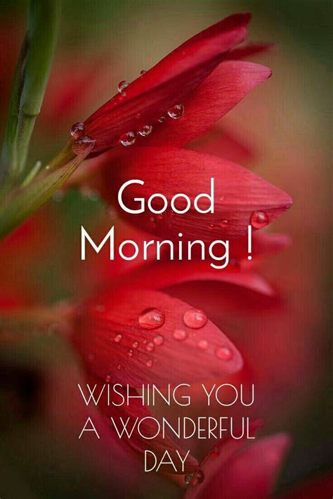 pin on week dazz good morning flowers quotes good morning nature good