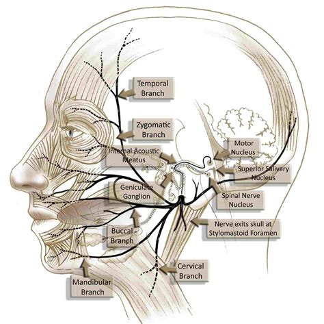 pin  david kimmel  anatomy pinterest facial nerve anatomy
