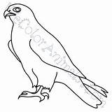 Falcon Peregrine Coloring Pages Click sketch template