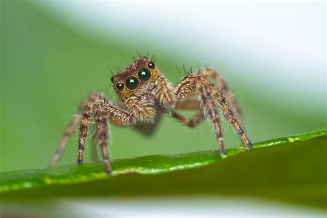 jumping spiders   eat    jump