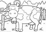 Vacas Toros Colorir Bulls Cows Byki Tori Mucche Oraz Krowy Kolorowanki Stampa Dibujosparacolorear24 sketch template