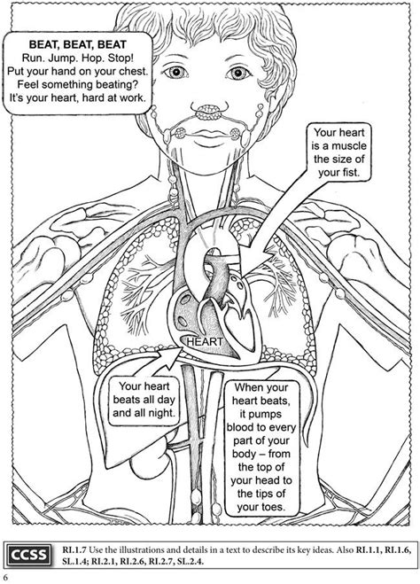 dover publications anatomy coloring book human body