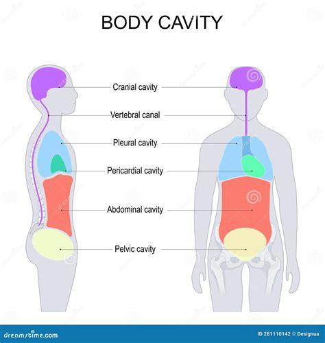 dorsal  ventral body cavities  internal organs  viscera stock